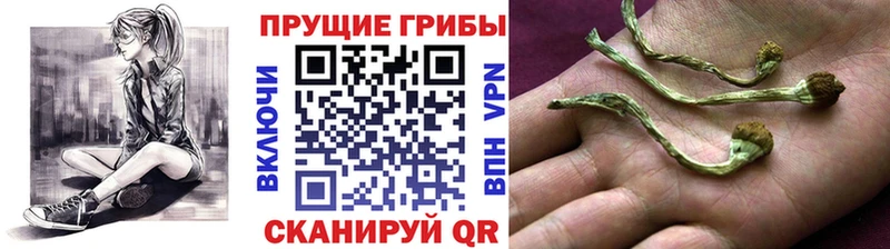 Купить где  Кимовск  Галлюциногенные грибы прущие грибы 